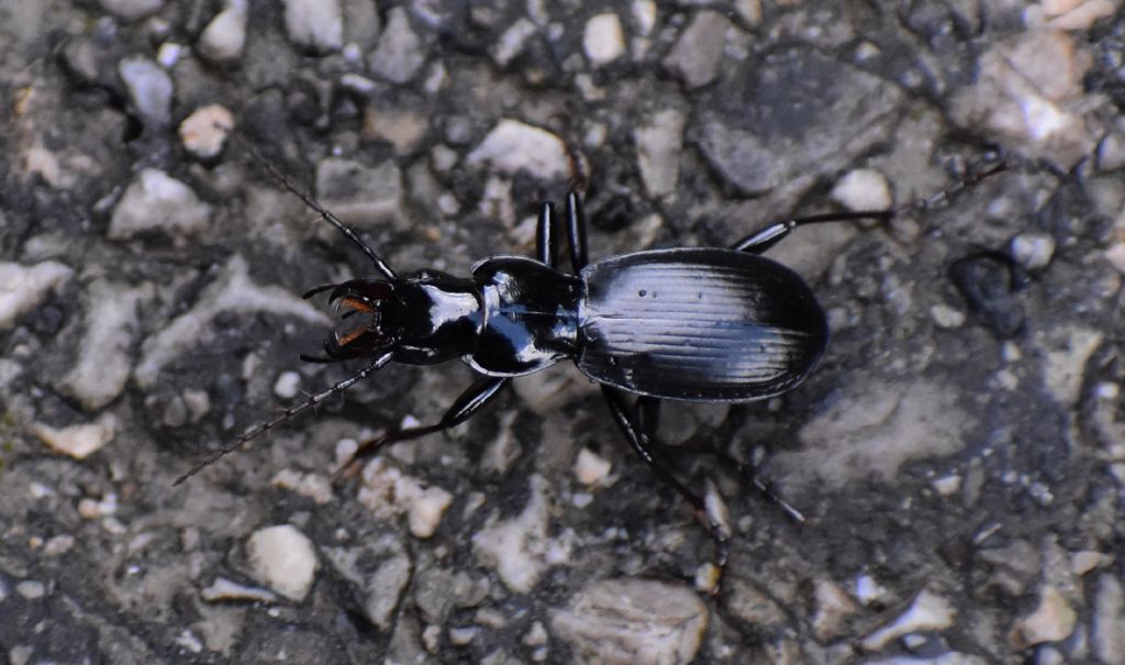 Carabidae: Pterostichus schaschli